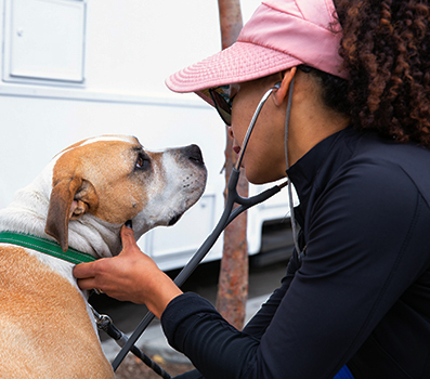 Veterinarian with stethoscope looking at a dog
