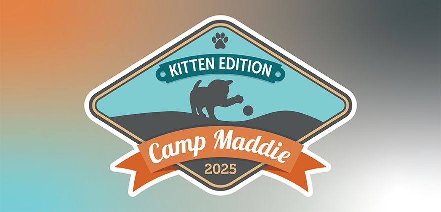 Camp Maddie: Kitten Edition